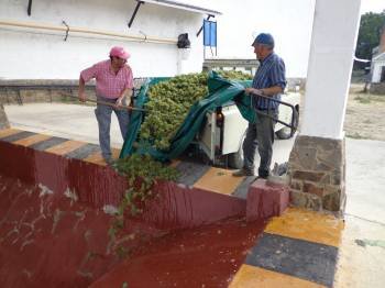 Dos socios de la Cooperativa de A Rúa trasladan la uva recogida ayer al contenedor. (Foto: J.C.)