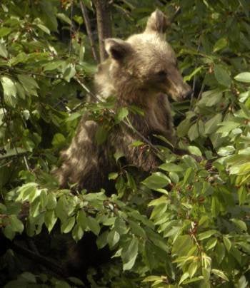 Un ejemplar de oso pardo, en un bosque de León.