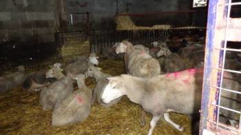 Algunas de las ovejas que ingirieron el veneno, recuperándose en el establo de Senén González (Foto: A. R.)