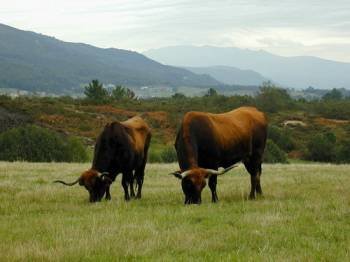 Dos ejemplares de raza limiá, pacen en un prado de la comarca ourensana de A Limia. (Foto: ARCHIVO)
