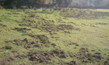 Un prado destrozado por el jabalí en Chandrexa de Queixa, en la comarca de Trives. (Foto: L.R.)