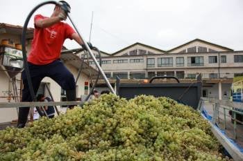 Un viticultor traslada racimos de uva blanca a la Cooperativa del Ribeiro. (Foto: MARCOS ATRIO)