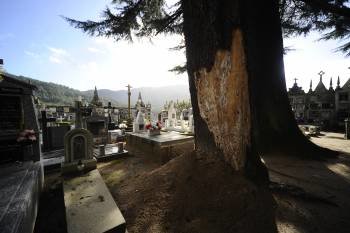Uno de estos árboles será retirado del cementerio de Ribadavia. (Foto: MARTIÑO PINAL)