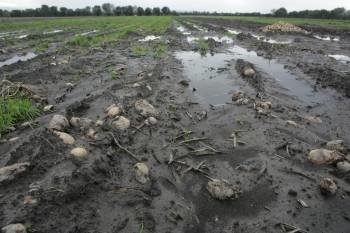 Los terrenos completamente encharcados, que ya obligaron a abandonar patatas. (Foto: MARCOS ATRIO)