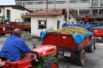 Un tractor cargado de uvas a la entrada de la bodega de la Cooperativa Vitivinícola do Ribeiro. (Foto: MARCOS ATRIO)