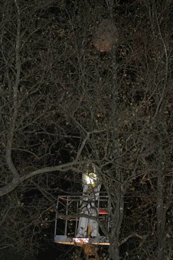 Un miembro del GES de Cervo tratando un nido. (Foto: ELISEO TRIGO)