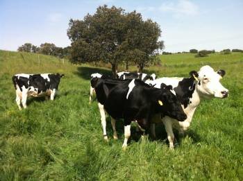 Un grupo de vacas, pastando en un prado. (Foto: ARCHIVO)
