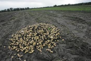 Patatas en una de las parcelas afectadas, todas situadas en la antigua Laguna da Antela. (Foto: MARCOS ATRIO)