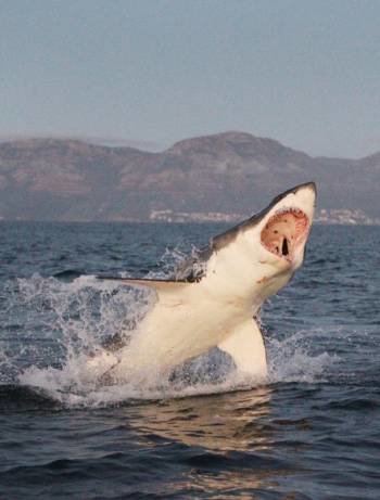 El tiburón blanco saltando en el medio del mar.