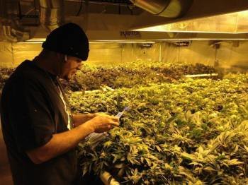 Un trabajador recoge hojas de marihuana en el dispensario y centro de cultivo Medicine Man en Denver. (Foto: GRETEL JOHNSTON)