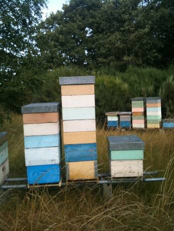 Colmenas del apicultor de Viana. (Foto: L.R.)