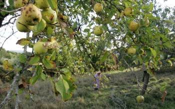 Las manzanas, uno de los productos potenciados por el GDR-16, con campañas gastronómicas. (Foto: MARCOS ATRIO)