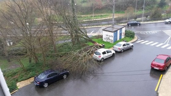El árbol caído sobre un vehículo estacionado en la calle Picouto, cerca del colegio Filomena Dato.
