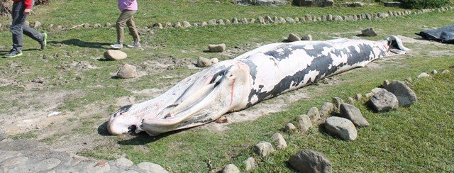 Biólogos del CEMMA –centro de estudio de mamíferos marinos-procedieron a arrastrar al paseo de Monte Boi al cetáceo muerto en la playa dos Frades, en Baiona,