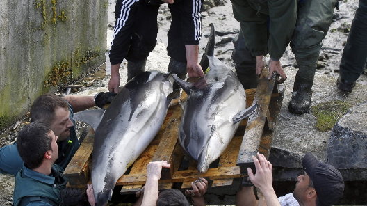 Dos de los seis delfines que han aparecido son retirados tras encontrarse muertos
