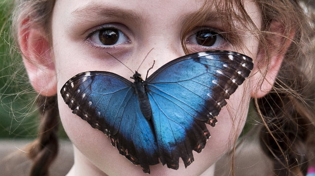 Una niña posa con una mariposa Morpho azul con motivo de la exposición
