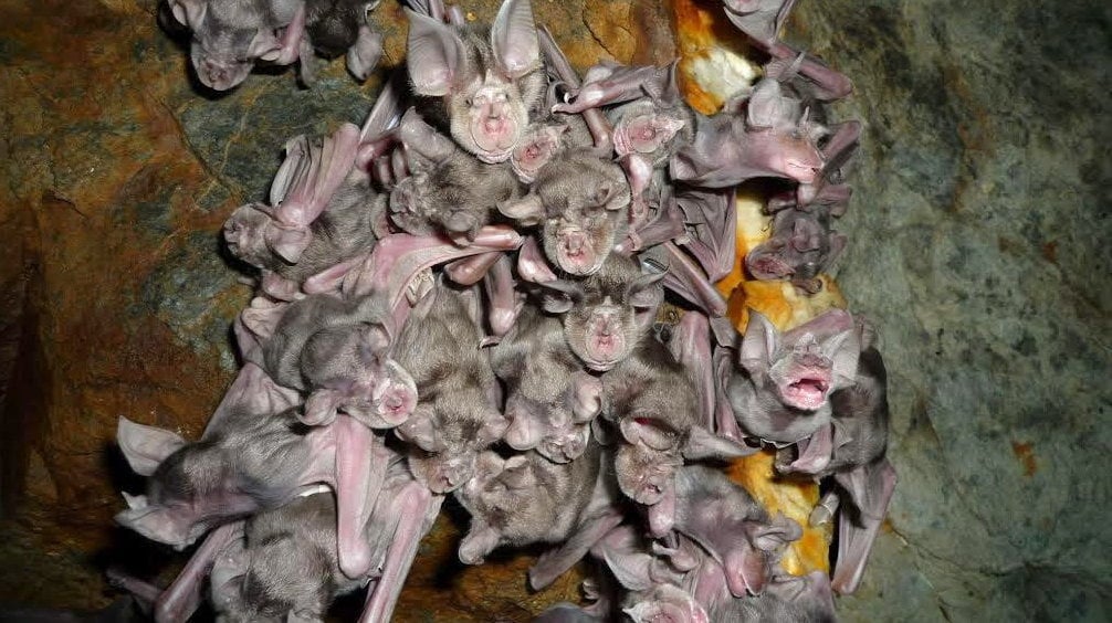 Los murciélagos de aspecto feo y envueltos en multitud de supersticiones 