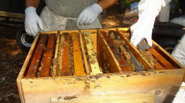 Un grupo de apicultores recolecta miel de una colmena 
