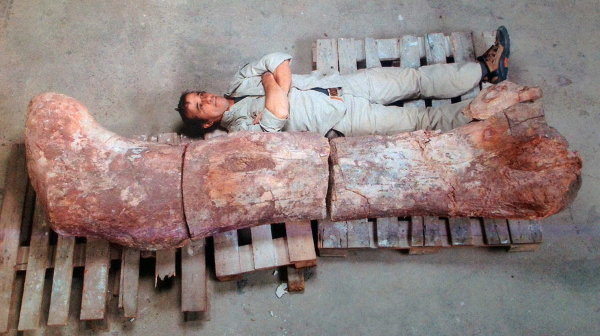 Fotografía cedida por el Museo Egidio Feruglio de un hombre junto al fémur de un dinosaurio encontrado en la provincia argentina de Chubut