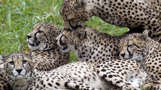 Vista de los cinco guepardos macho y de dieciocho meses de edad que a través del Programa Europeo de Especies Amenazadas han llegado al Parque de la Naturaleza de Cabárceno