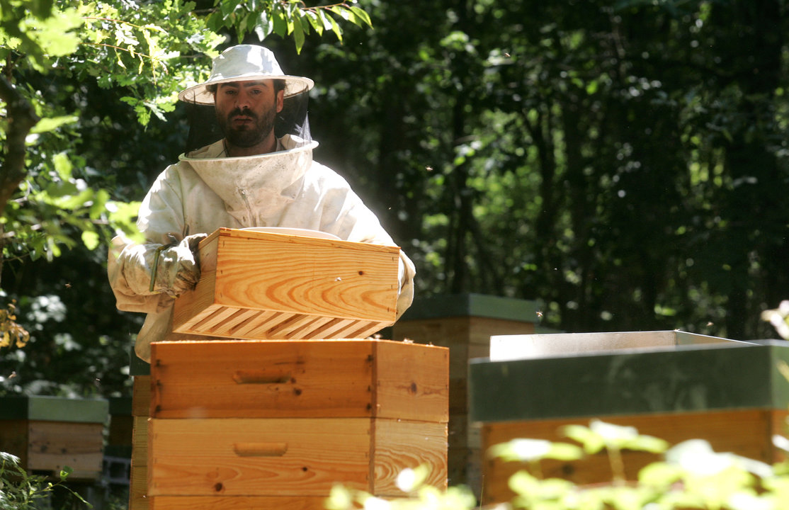 Un apicultor cuida cuida sus colmenas ubicadas en la comarca de Monterrei (MARCOS ATRIO)