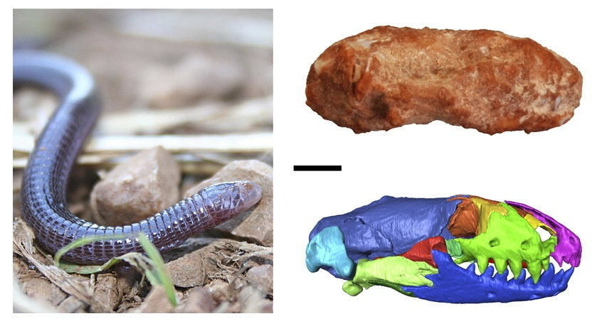 Imágenes facilitadas por el Institut Català de Paleontologia Miquel Crusafont (ICP), cuyos investigadores han descrito una nueva especie de reptil, parecida a una lombriz que vivió hace 11,6 millones de años