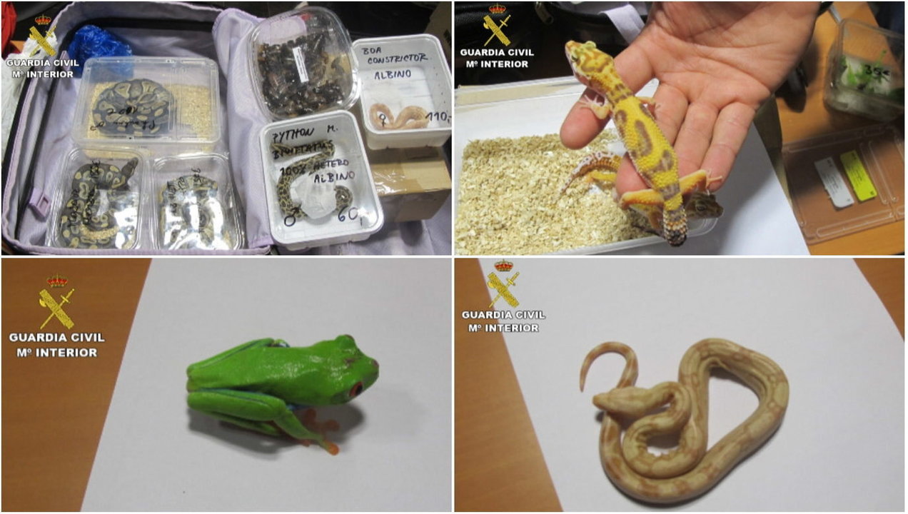 Fotografías facilitadas por la Guardia Civil que ha decomisado en el aeropuerto de Gran Canaria seis serpientes, dos ranas y dos lagartos, todos ellos de especies exóticas