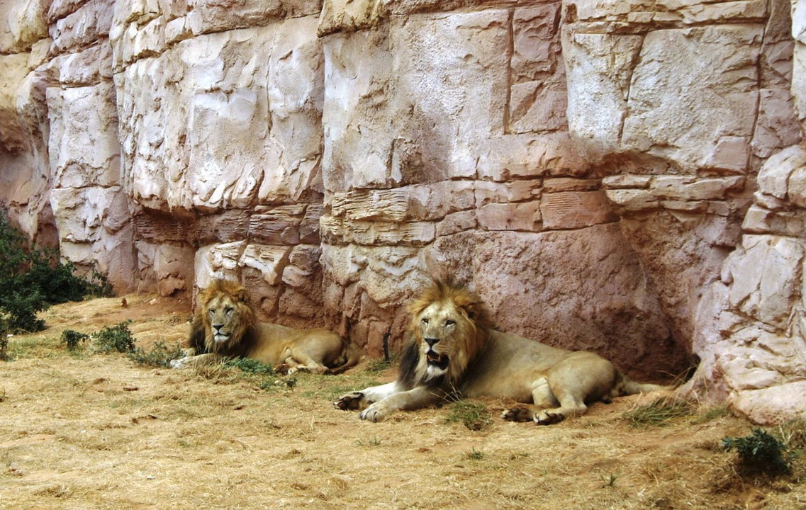 Fotografía cedida por el Zoo de Temara de dos leones del Atlas que sobrevive en un zoológico próximo a Rabat