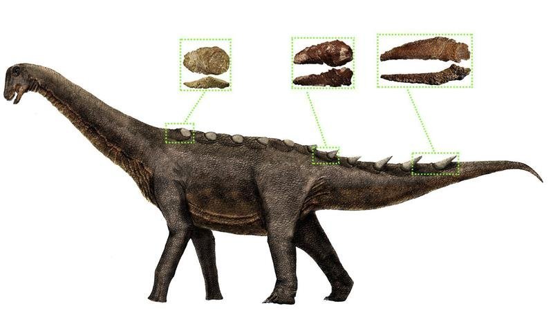 Imagen facilitada por el Grupo de Biología Evolutiva de la UNED de una reconstrucción de la armadura dérmica de los saurópodos titanosaurios
