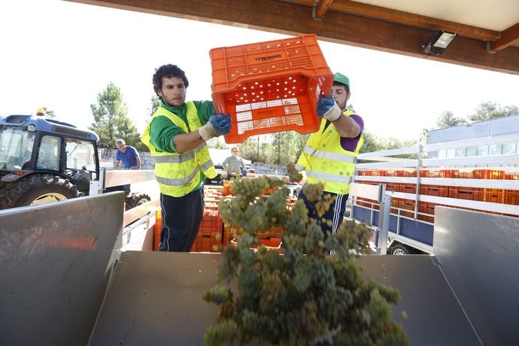 Ribadavia. 18-09-15. Provincia. Presentación de novas técnicas pra recolectar a uva na Cooperativa do Ribeiro.
Foto: Xesús Fariñas