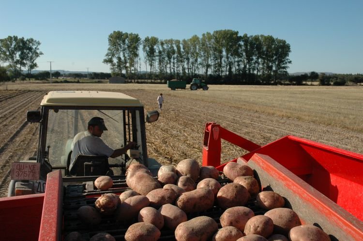 Un productor, en plena tarea de recolección de la patata en A Limia.