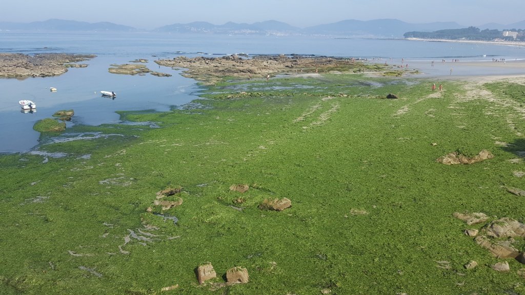 La playa de A Calzoa cubierta por las algas