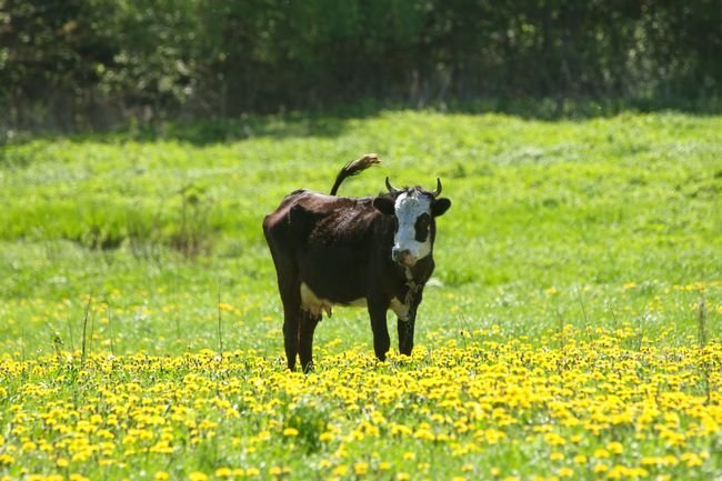 cow in lying on the pasture