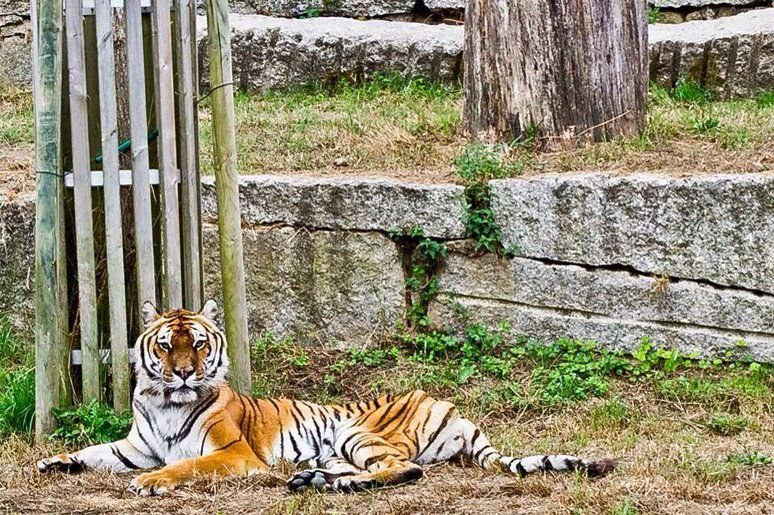 La tigresa "Kenia", en su recinto del zoo de A Madroa.