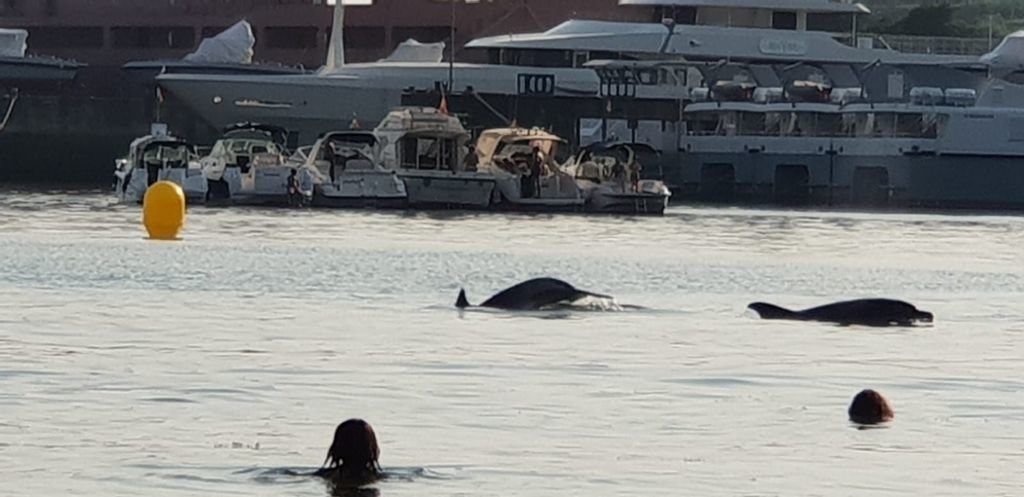 Los delfines se acercan a veinte metros de la playa en Domaio