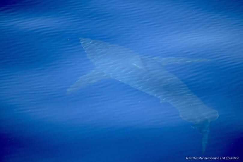 tiburón-blanco-cabrera