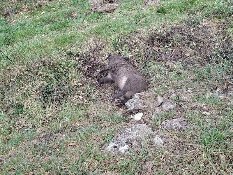 Un xabaril morto ao borde dunha estrada no municipio do Irixo.