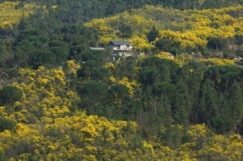 Zonas verdes invadidas por arbustos de plantas mimosas en el término municipal de Pereiro de Aguiar  (JOSÉ PAZ)