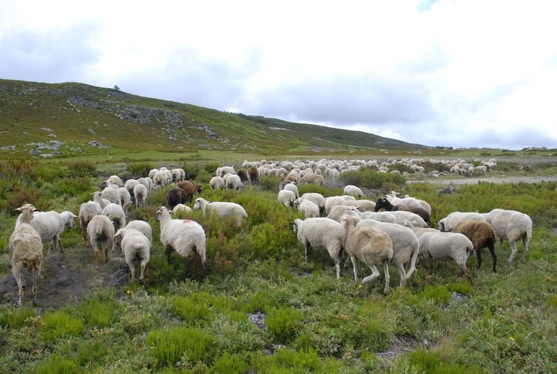 Explotación de ganado ovino, en un monte de Manzaneda, en el Macizo Central.