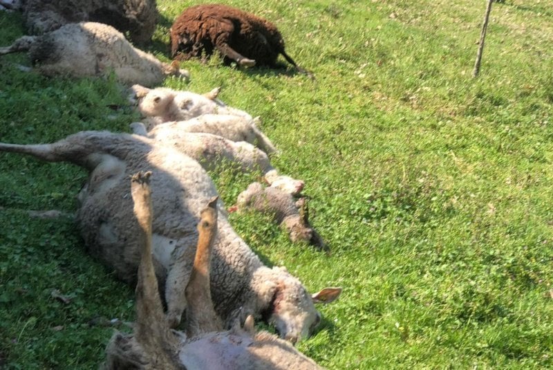 Una parte de las ovejas que aparecieron muertas después de ser atacadas.