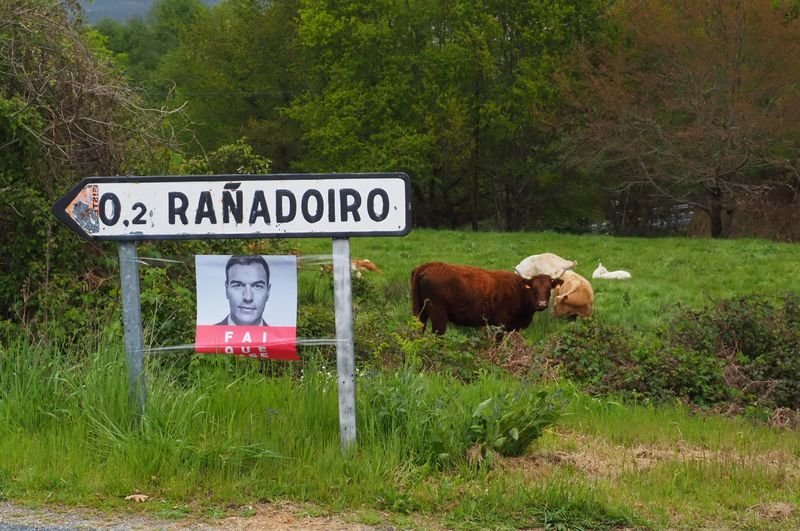 Cartel electoral de Pedro Sánchez en una señal que indica la dirección de O Rañadoiro al lado de un prado en el que pasta el ganado.