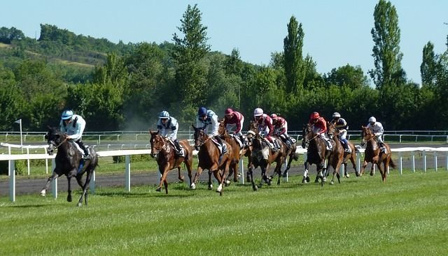 horse-race-1665688_640_result