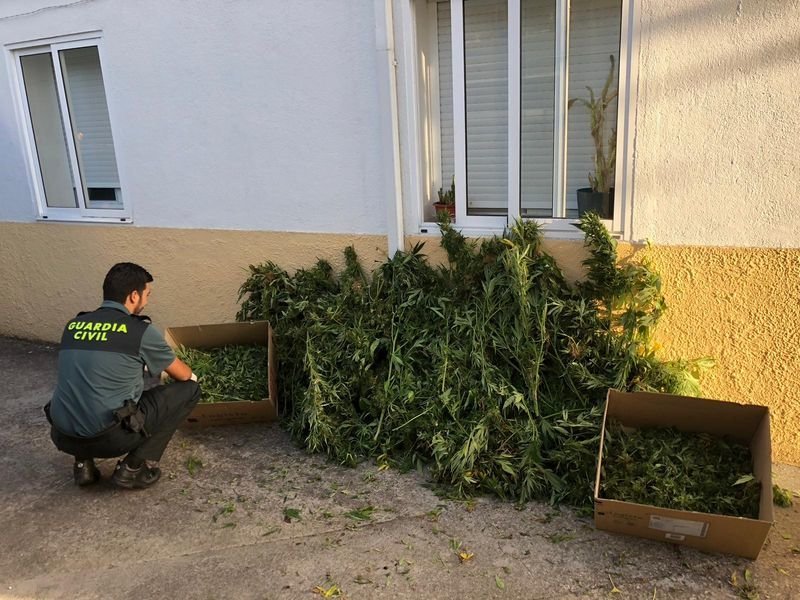 En la imagen, una incautacíón de plantas de marihuana realizada por la Guardia Civil.
