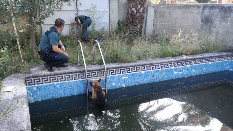 Dos guardias civiles sacan a un perro de una piscina de Queirugás (Verín).