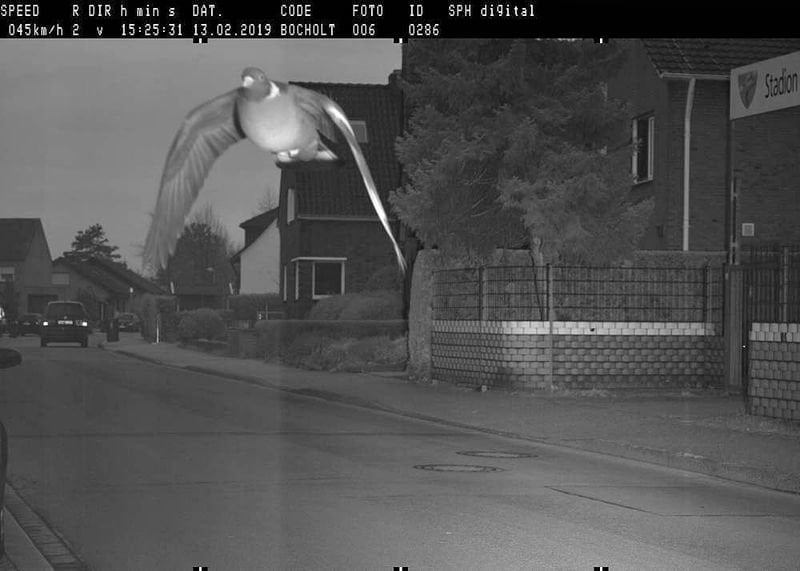 La paloma raptada por el radar en Alemania.