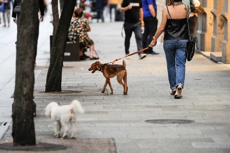 Dos perros en la calle del Paseo, en Ourense (ÓSCAR PINAL).