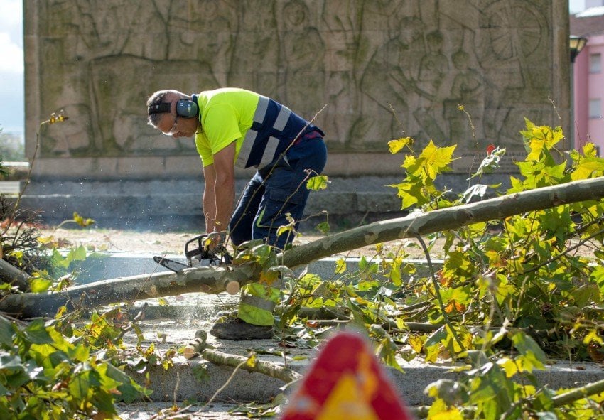 Un operario realiza tareas de mantenimiento de árboles en la ciudad (ÓSCAR PINAL).