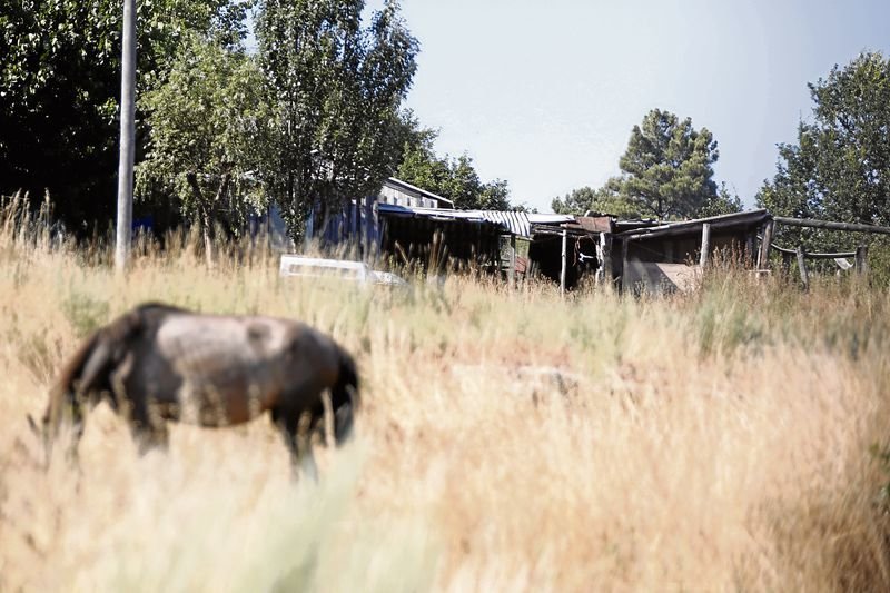 Un caballo pasta junto al poblado de chabolas de As Campanillas, donde residen algunas de las familias.
