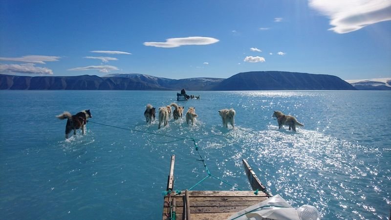 Los animales, sobre el agua derretida en el Ártico.
