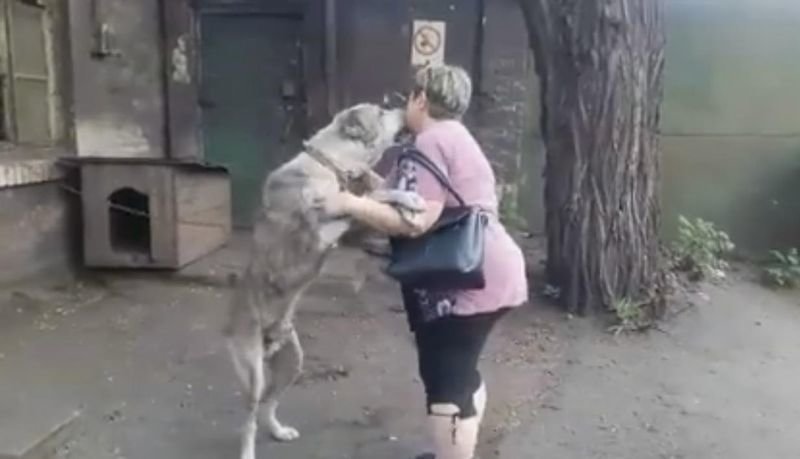 El reencuentro entre una mujer y su perro desaparecido.